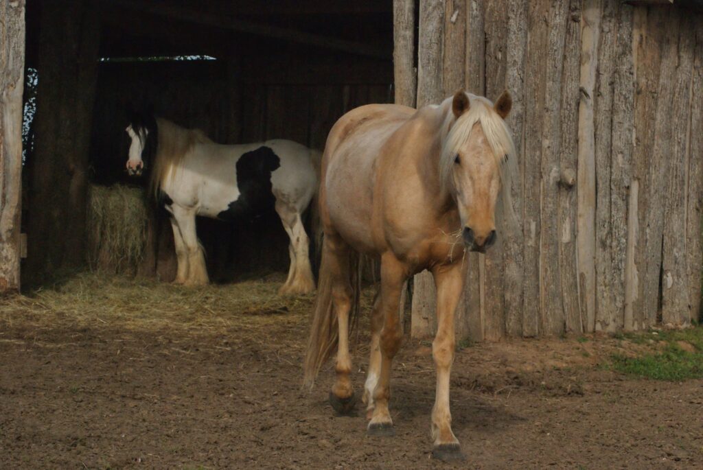 Des chevaux et poney des écuries des fédiès, Gaillac, dans leur pré