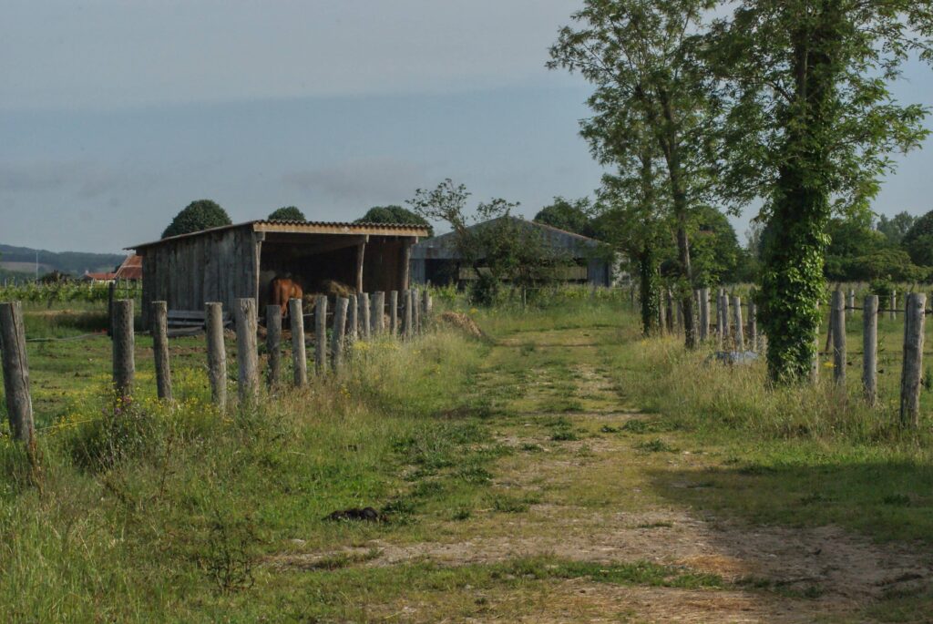 Les prés pour chevaux et poneys des écuries des fédies, Gaillac