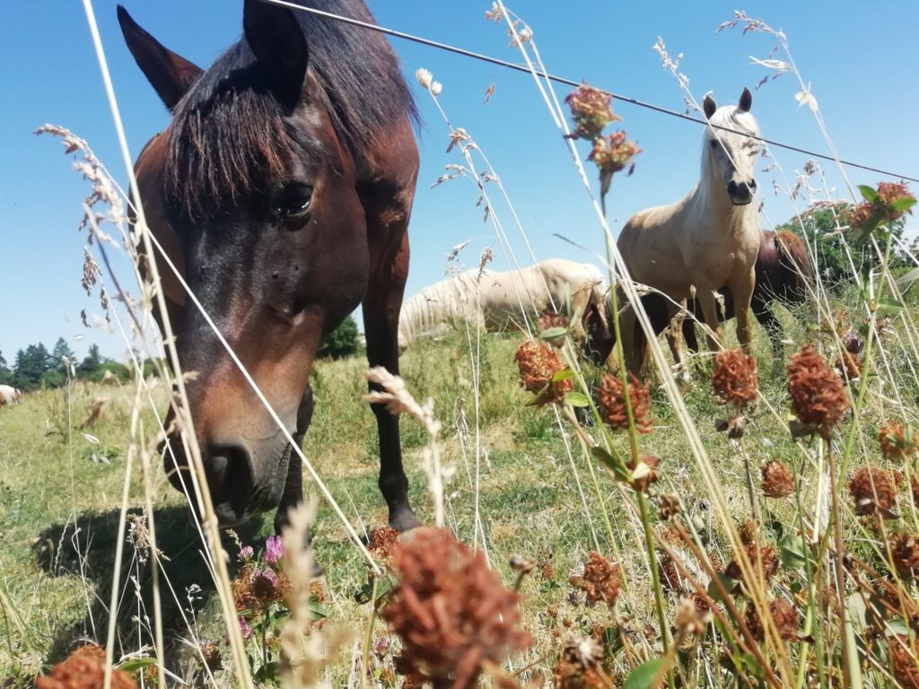 Chevaux au pré aux écuries des fédiès