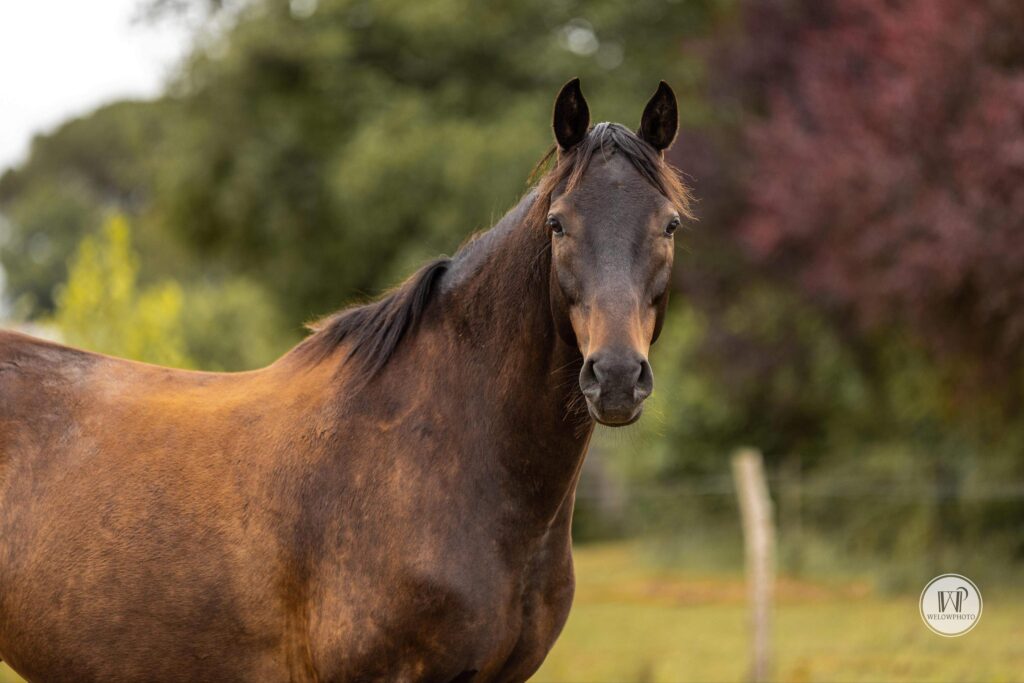 Cheval dans un pré aux écuries des Fédiès, Gaillac