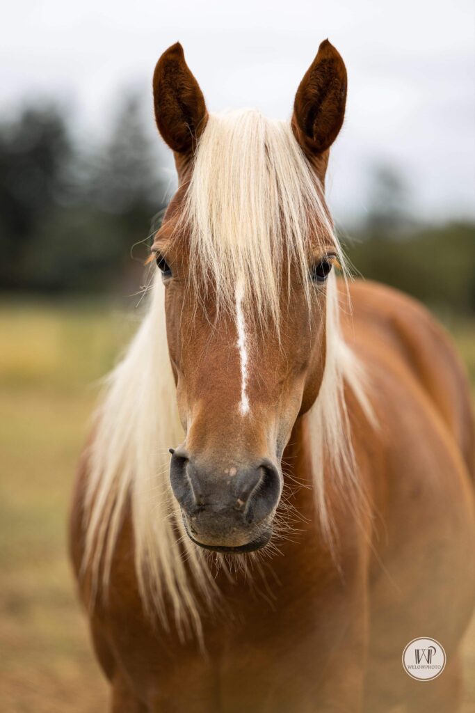 Pour toutes questions (équitation en club, pension chevaux, balades à cheval...) contacter les écuries des fédiès sur Gaillac